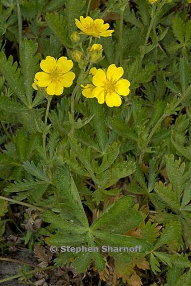 potentilla gracilis var fastigiata 3 graphic